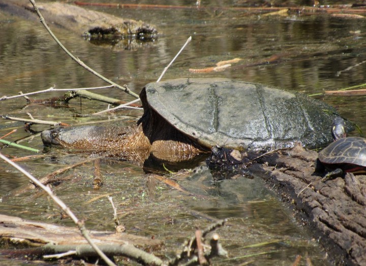 Common Snapping Turtle